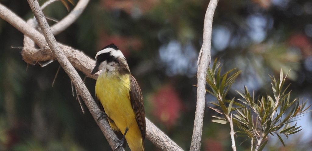 6 - Imagens do CEU.jpg
